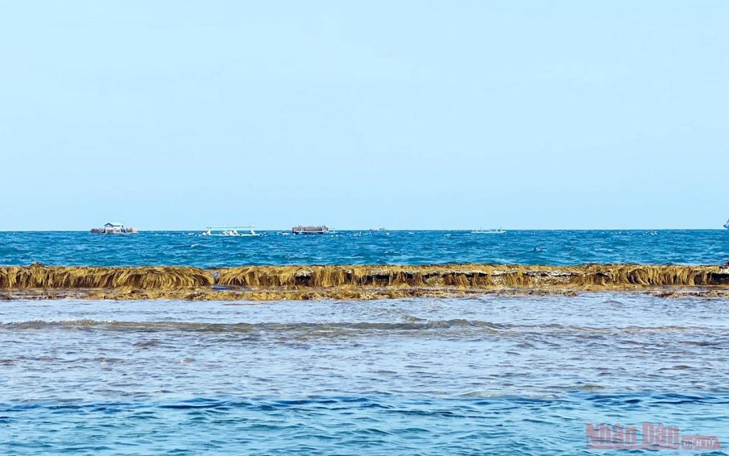 bức tường biển Quy Nhơn